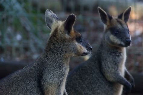 Featherdale Wildlife Park - Discount Ticket Deals, Animals, Prices & Map, Sydney