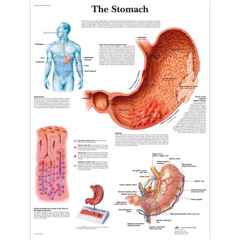 Anatomical Charts and Posters - Anatomy Charts - Digestive System ...