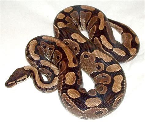 File:Ball python lucy.JPG - Wikipedia