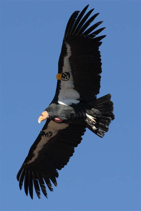 Birds of Prey: The California Condor | Bird, Longest living bird and Baja california