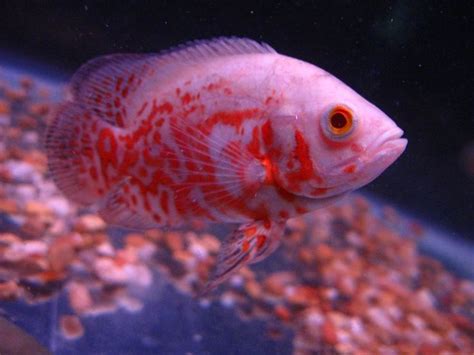 17 Best images about PINK FISH on Pinterest | Cichlids, Pink and Backgrounds