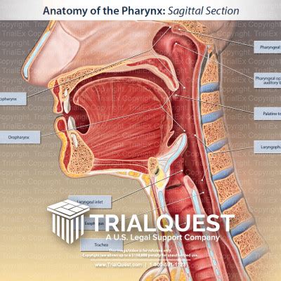 Anatomy of the Pharynx - TrialExhibits Inc.