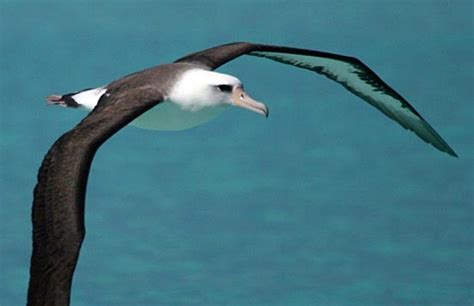 Masters of the Wind and Sea—the Albatrosses | Living Bird | All About Birds