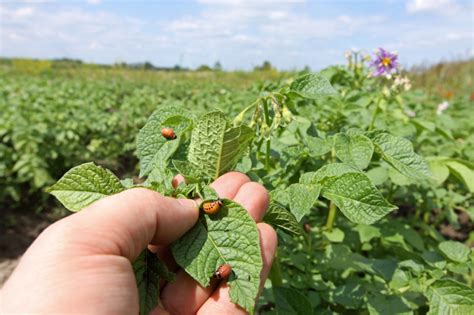 16 Tricks To Keeping Pests Away From Your Vegetable Garden - Off The ...