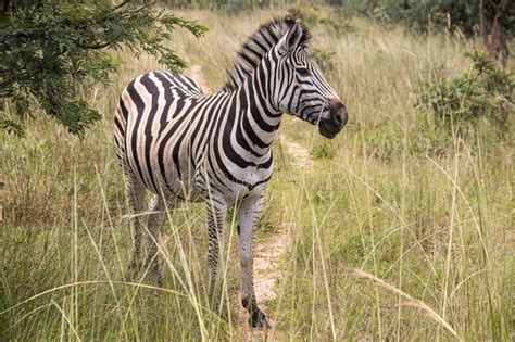 Zebra in Her Natural Habitat in Imire Rhino and Wildlife Conservancy ...