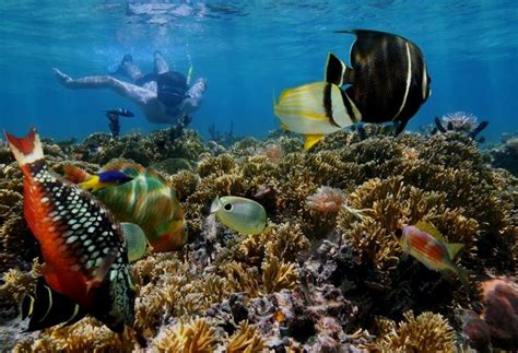 Snorkeling [Playa Samara, Costa Rica] Costa Rica Beach I vores blog ...