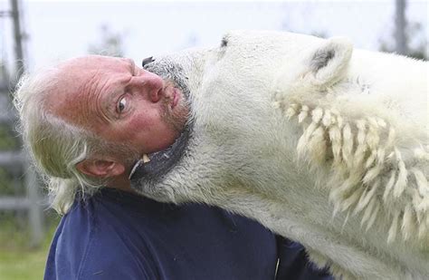 Crazy Man Swimming With Polar Bear - Would You?