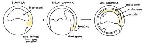 Animal Development II: Gastrulation & Organogenesis | Organismal Biology