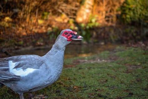 Muscovy Duck: The Most Unique Ducks You Can Own