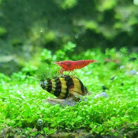 Assassin Snail Care Guide: Truth of The Killer Snail