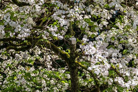 How to Grow and Care for Flowering Dogwood Trees