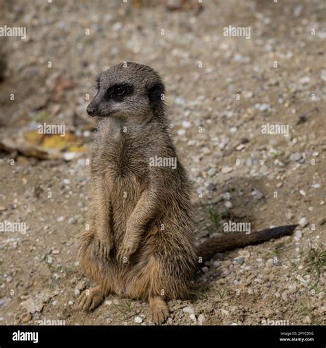 meerkat family playing in the expanse of Africa Stock Photo - Alamy