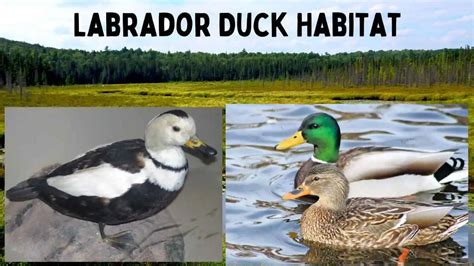 The Lost World of the Labrador Duck Habitat: Exploring its Habitat