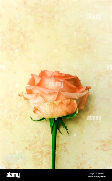 one beautiful rose with a lot of copy space like image for a romantic ...