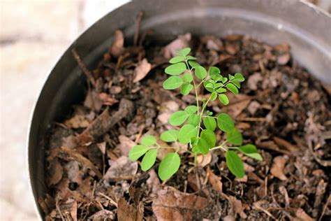 How to Grow and Care for Moringa Plants