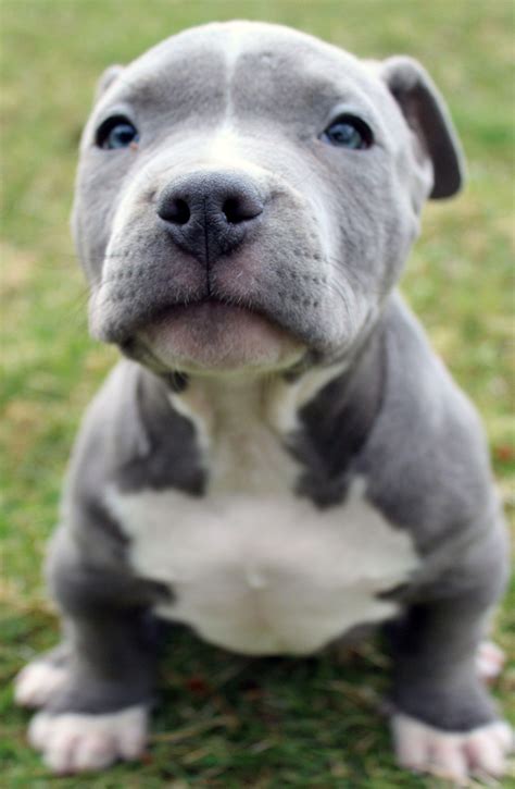 Pitbull Puppies Wallpapers - Wallpaper Cave