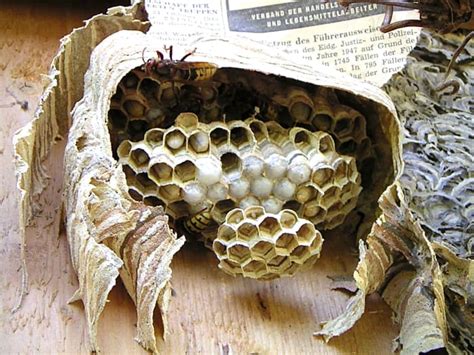 Interesting Facts About Hornets: Large Wasps With Paper Nests - Dengarden