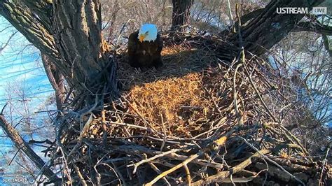 Bald Eagle Nest, Decorah, Iowa, 13.02.2016, 10:19 - YouTube