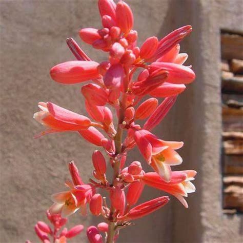 Red Yucca (Hesperaloe parviflora) - Dallas County Master Gardeners Association