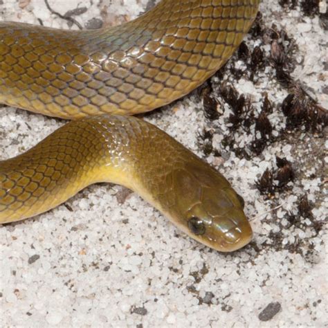 Yellow-bellied House Snake - African Snakebite Institute