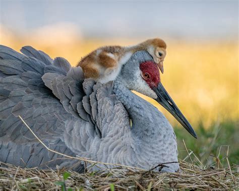 🔥 A Baby Sandhill Crane Snuggles up to its Mama : r/NatureIsFuckingLit