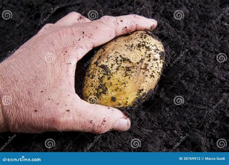 Potato harvesting stock photo. Image of dirt, nutritious - 30769912