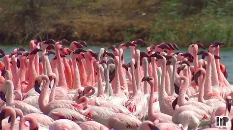 Courtship Dance of Lesser Flamingos at Kutch | Flamingo Mating Dance | By Mahesh Parmar - YouTube