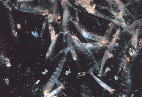 Krill Are Disappearing from Antarctic Waters | Scientific American