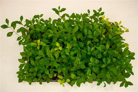 Green Duranta Hedge Seedlings - Asepsis Limited