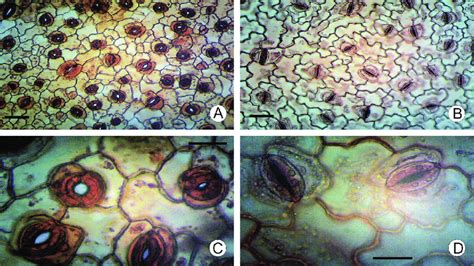 A = Stomatal density in abaxial epidermis of in vitro raised leaves. B... | Download Scientific ...