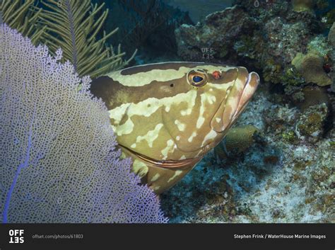 Nassau grouper (Epinephelus striatus) - Offset stock photo - OFFSET