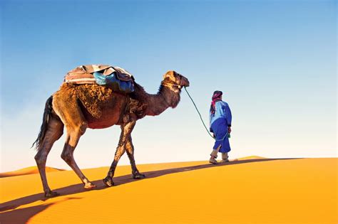 Quick Guide to Desert Trips in Morocco - Desert Majesty