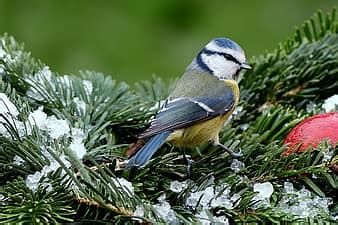 animal, bird, tit, blue tit, cyanistes caeruleus, songbird, pretty, hunger, bird seed, lining ...