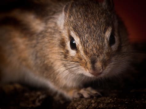 Siberian Chipmunk | Siberian chipmunk at Marwell Zoo PERMISS… | Flickr