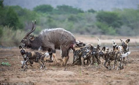 A pack of wild dogs hunting and munching on a Nyala antelope at the same time! : r/natureismetal