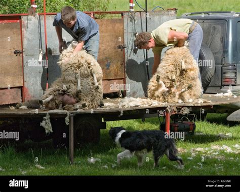 Ireland County Wicklow sheep shearing Stock Photo - Alamy