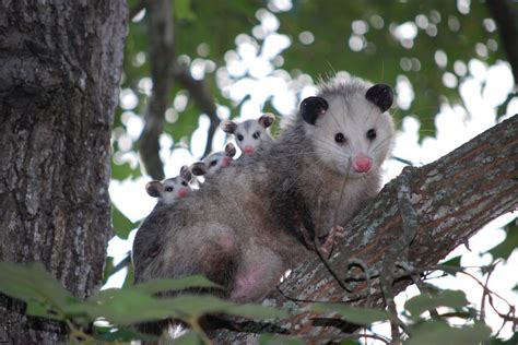 The Opossum: Our Marvelous Marsupial, The Social Loner - Wildlife ...