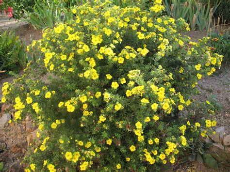 Roses du jardin Chêneland: Potentilla fruticosa "Goldfinger"