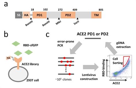 Engineered, high-affinity ACE2 receptors neutralize SARS-CoV-2