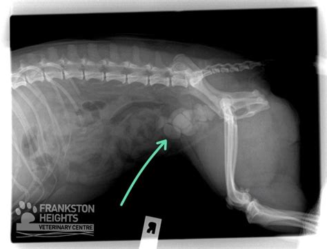 The canine bladder, cystitis & bladder stones - @frankstonvet - #vetlife