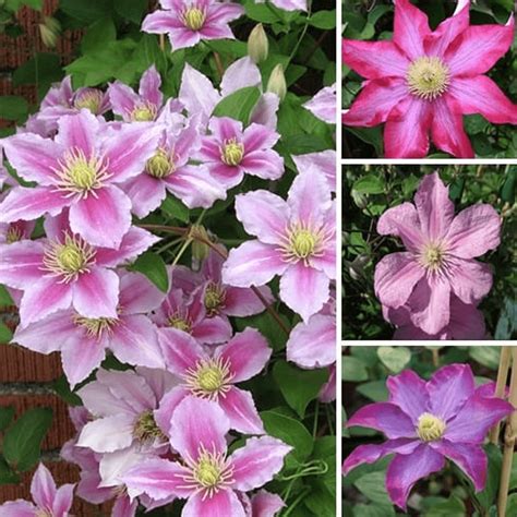 Clematis Climbing Plants Uk - bmp-cyber