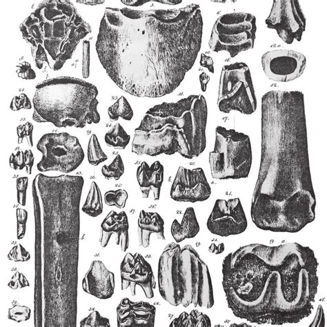 -Type specimen of Sivapithecus occidentalis, IPS 182627, from Can Vila,... | Download Scientific ...