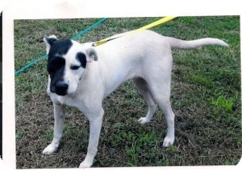 Zorra | Adopted Dog | Cincinnati, OH | Akita/Great Dane Mix