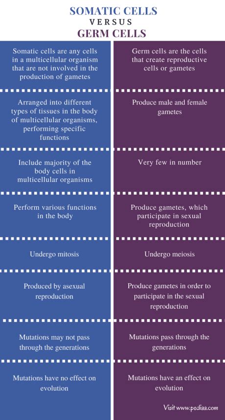 Difference Between Somatic and Germ Cells | Definition, Features ...