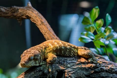 Adult Female Leachianus Geckos, 54% OFF | www.elevate.in