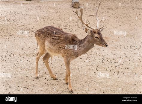 Dama dama, Fallow deer Stock Photo - Alamy