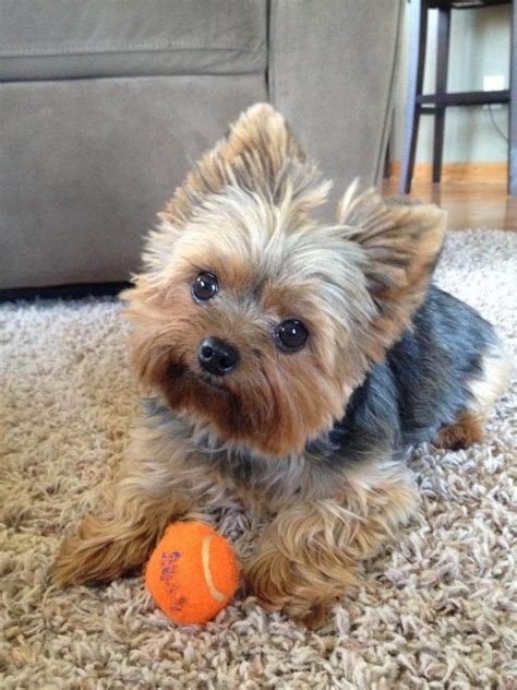 Top 35 Latest Yorkie Haircuts Pictures - Yorkshire Terrier Haircuts | Yorkie Hair do's ...