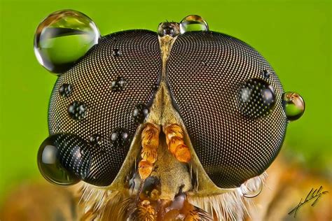 Macro Photos of Insects by Paulo Latães | Daily design inspiration for ...