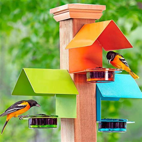 Feeding Orioles: What Do Orioles Eat? - Birds and Blooms