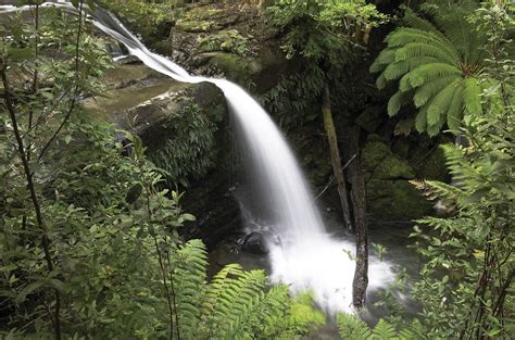 Liffey Falls Trail in Tasmania | Tasmania Hiking Tours